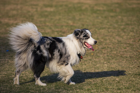 一只边境牧羊犬