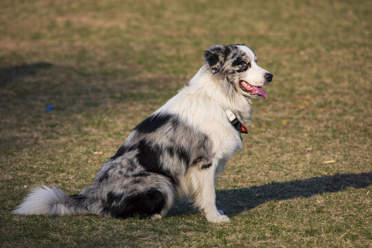 一只边境牧羊犬