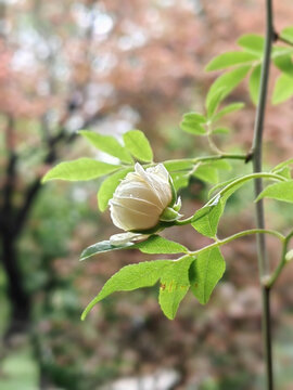 蔷薇花开