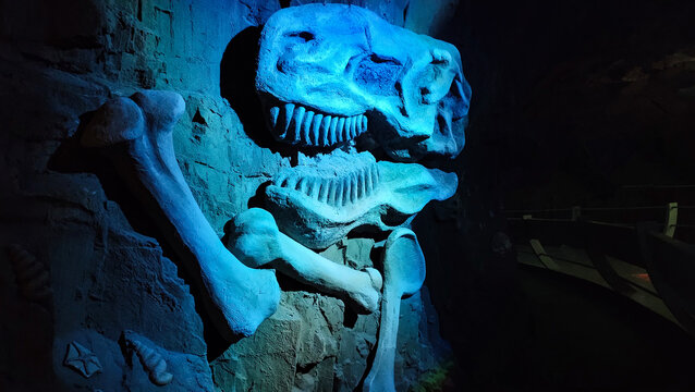 恐龙化石骨骼骨头骨架