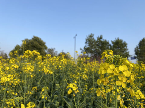 油菜花