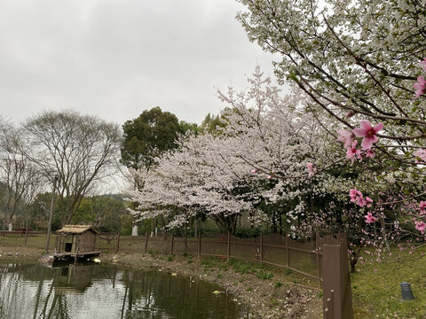 樱花