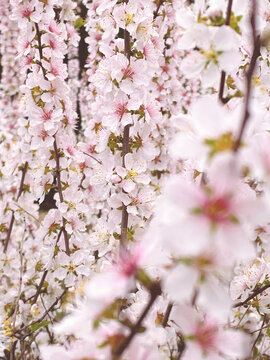 春日樱花