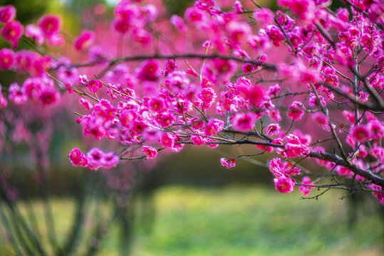 梅花盛开