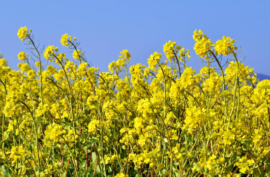 油菜花