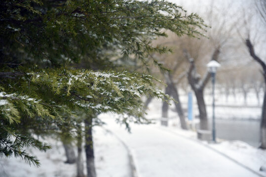 雪松