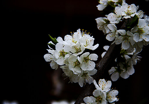 杏花开在暮春里