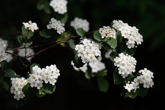 麻叶绣线菊