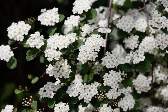 麻叶绣线菊