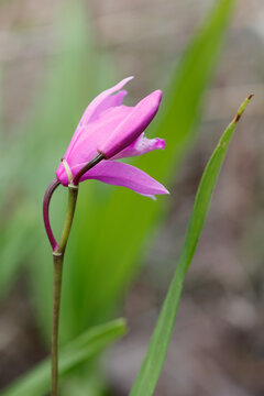 白芨花