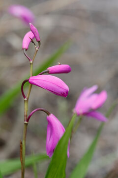 白芨花