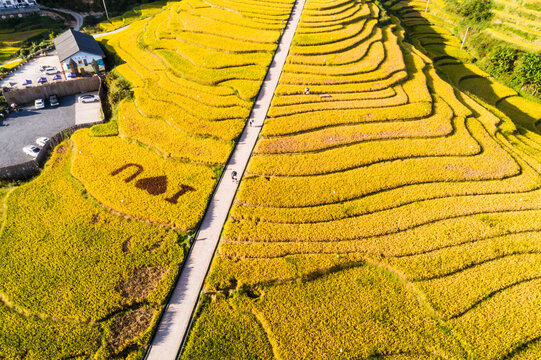 金色的田野