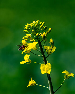 油菜花蜜蜂