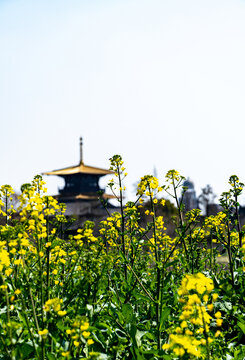 上海广富林塔油菜花