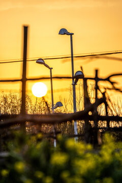 夕阳下的油菜花田