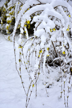 雪压连翘