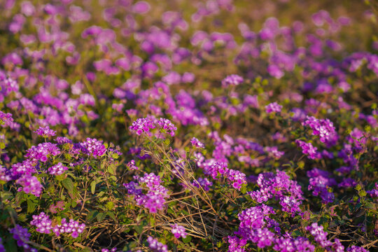 春天花卉花蕾花苞花瓣花朵