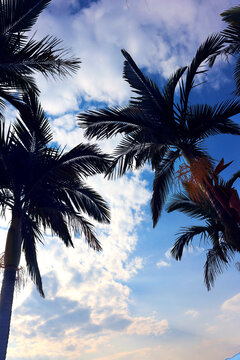 蓝天白云下的椰树林