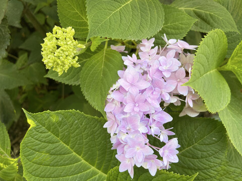 春天里的绣球花