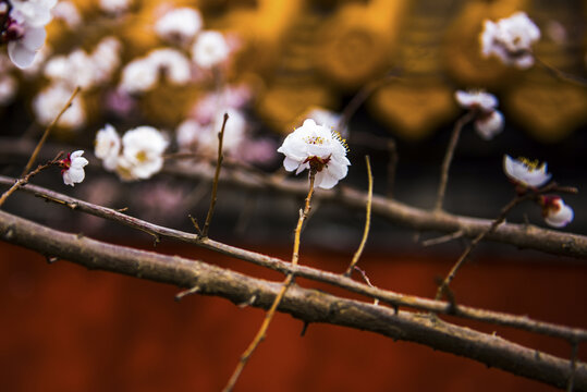 故宫桃花开