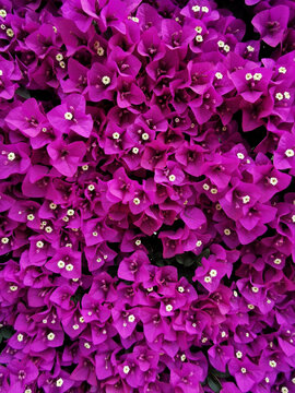 紫红色鲜花背景