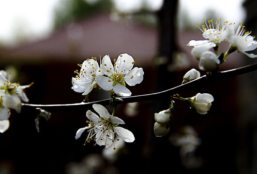 雨露滋润杏花美