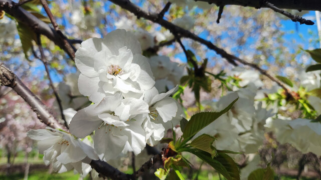 樱花