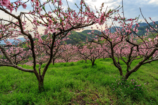 桃花桃园桃树林