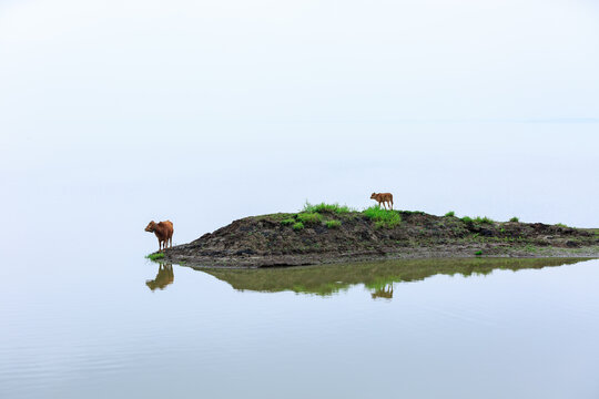湖泊孤岛上的两头牛