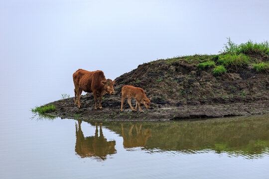 枞阳白荡湖水域岛上放养的牛