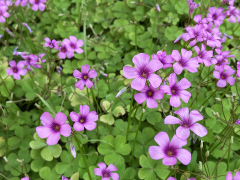 春天里的四叶草花