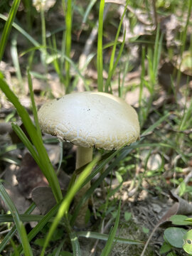 春天草丛里的蘑菇