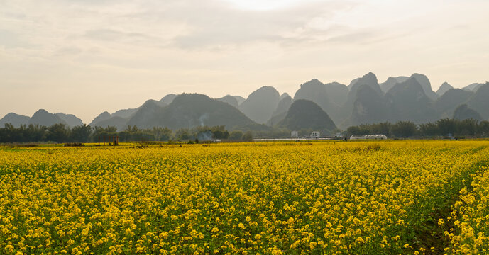 油菜花