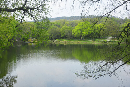 湖畔树林