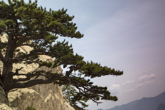 华阴市坚强的华山苍松