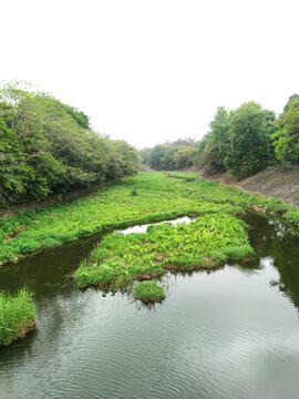 小河水草