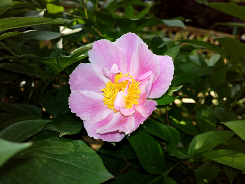 芍药