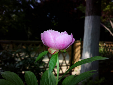 芍药