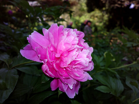 芍药