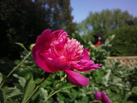 芍药