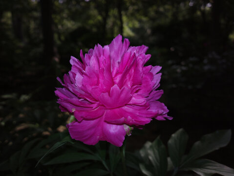芍药