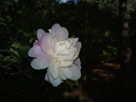 芍药