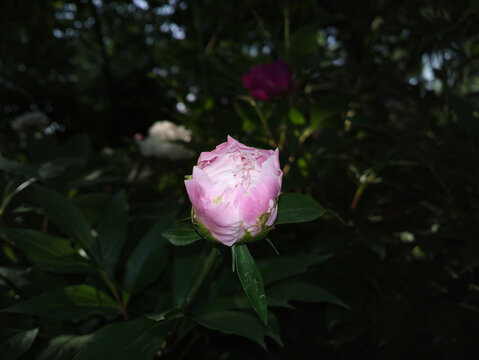 芍药