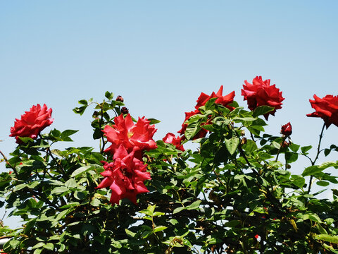月季花