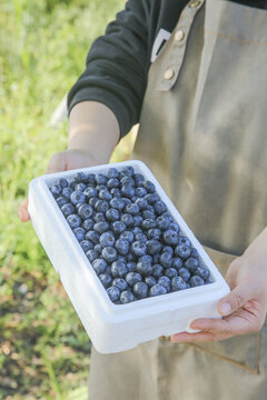手里拿着新鲜蓝莓