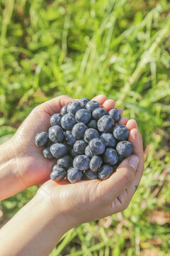 手里拿着新鲜蓝莓