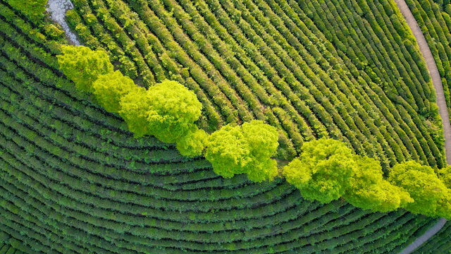 航拍茶园茶山