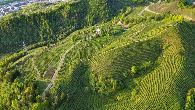 茶山山间公路