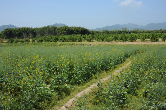 田园景象