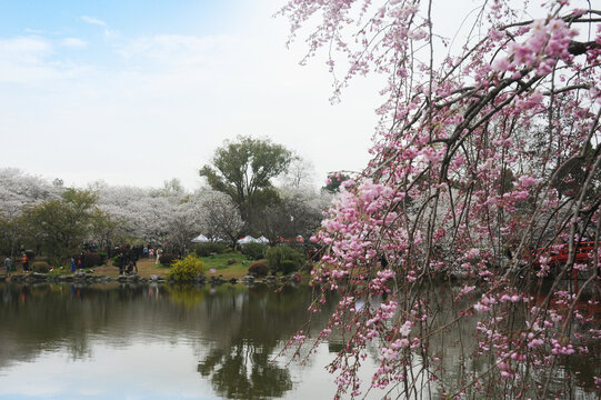 花卉